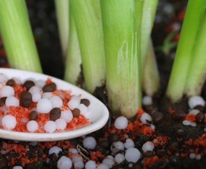 Особливості підживлення цибулі навесні