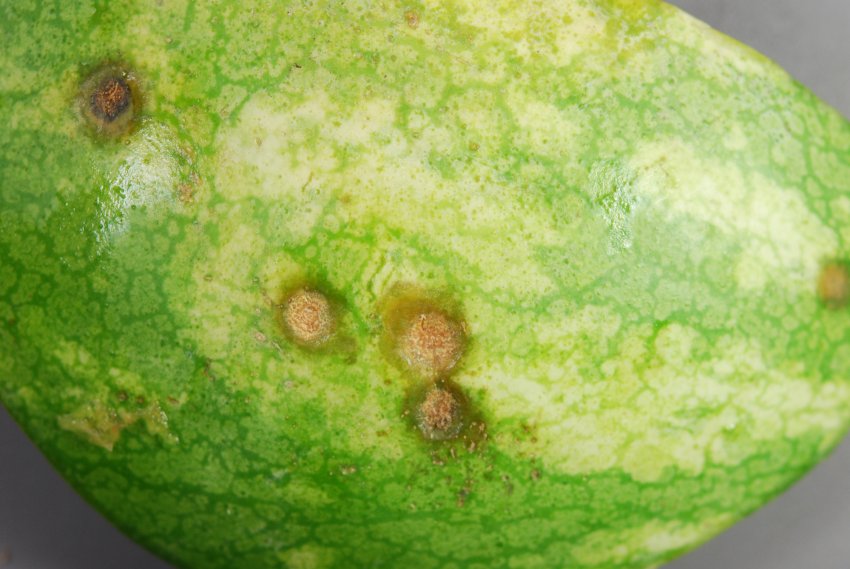 Бактеріоз Бактеріоз