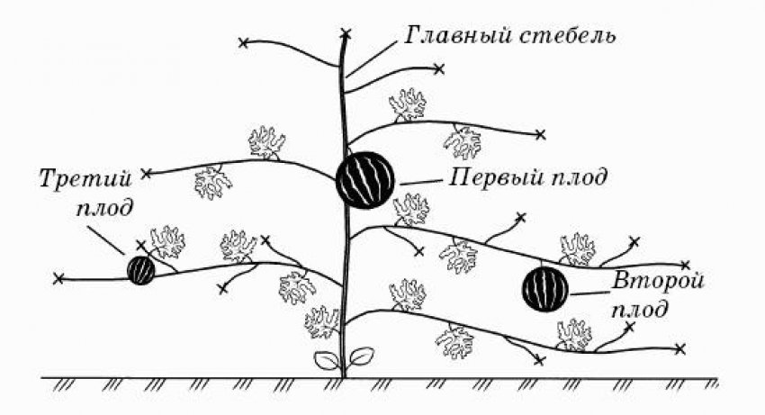 Формування куща Формування куща