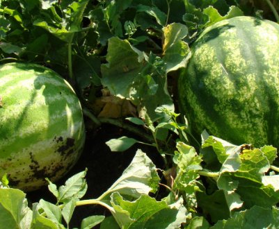 Підгодівля арбузов: методи і правила