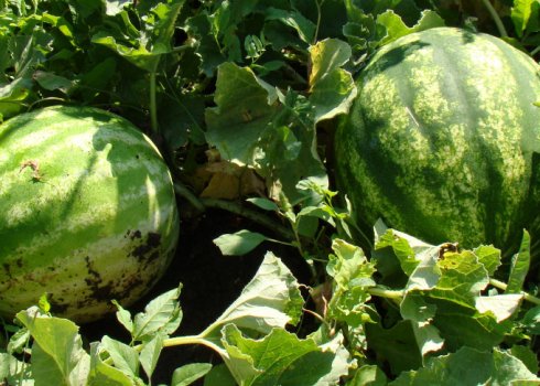 Підгодівля арбузов: методи і правила