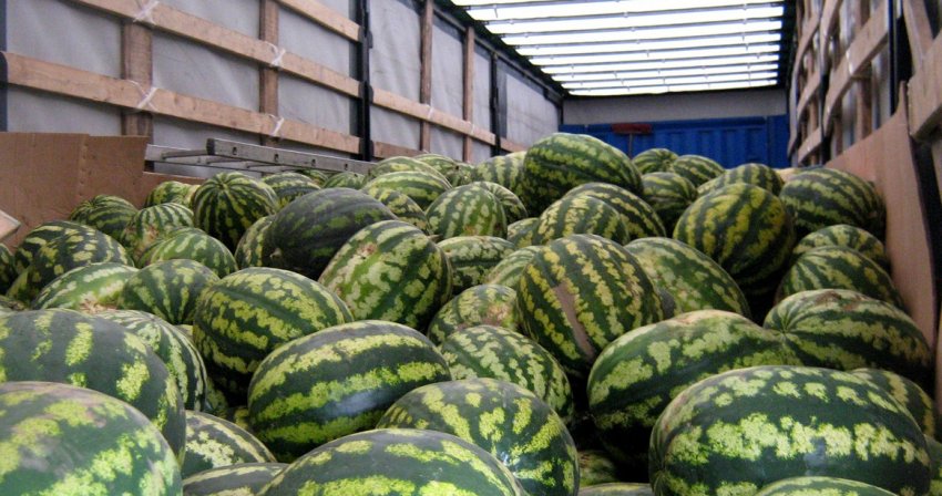 Зберігання арбузов Зберігання арбузов