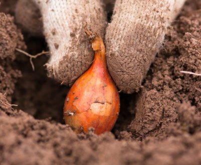 Кращі попередники для посадки цибулі