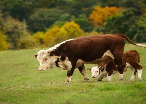 Бешенство у крупного рогатого скота: симптомы и лечение