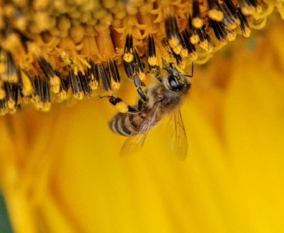 Що роблять бджоли восени?