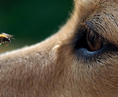 Що робити, якщо собаку вкусила бджола?