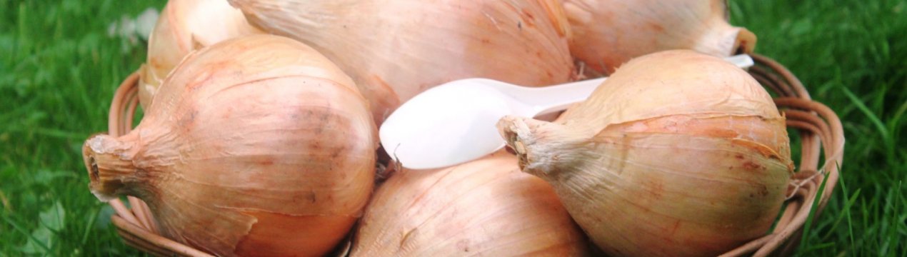 Цибуля Эксибишен: характеристика, посадка та вирощування сорту