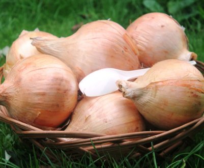 Цибуля Эксибишен: характеристика, посадка та вирощування сорту