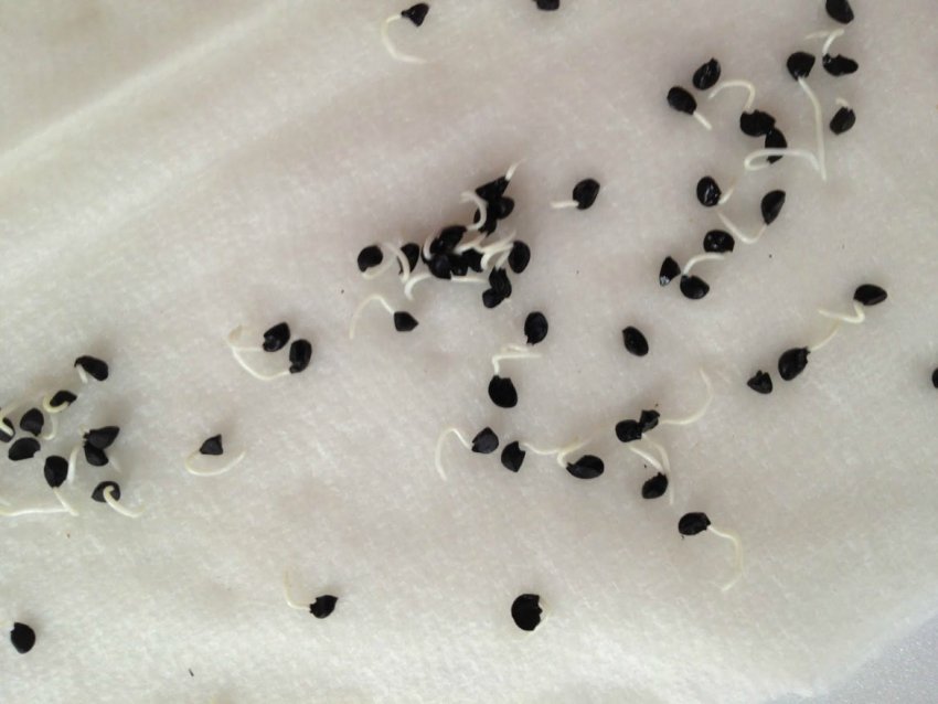 Підготовка посадкового матеріалу Підготовка посадкового матеріалу