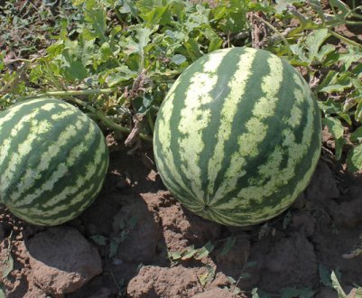 Як правильно посадити кавун в домашніх умовах