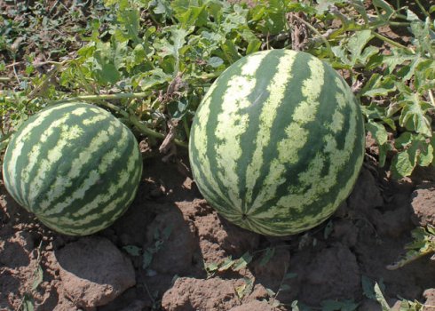 Як правильно посадити кавун в домашніх умовах