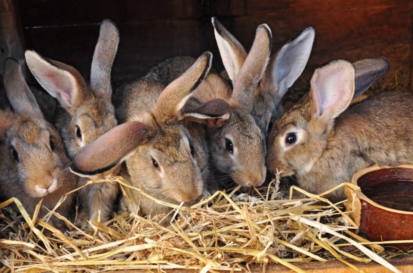 От чего стоматит у кроликов и как их лечить thumbnail