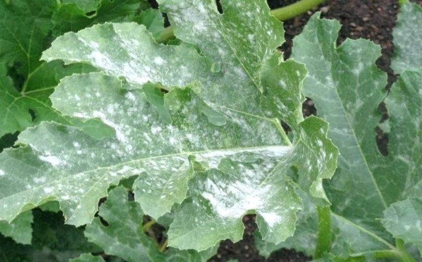 Борошниста роса