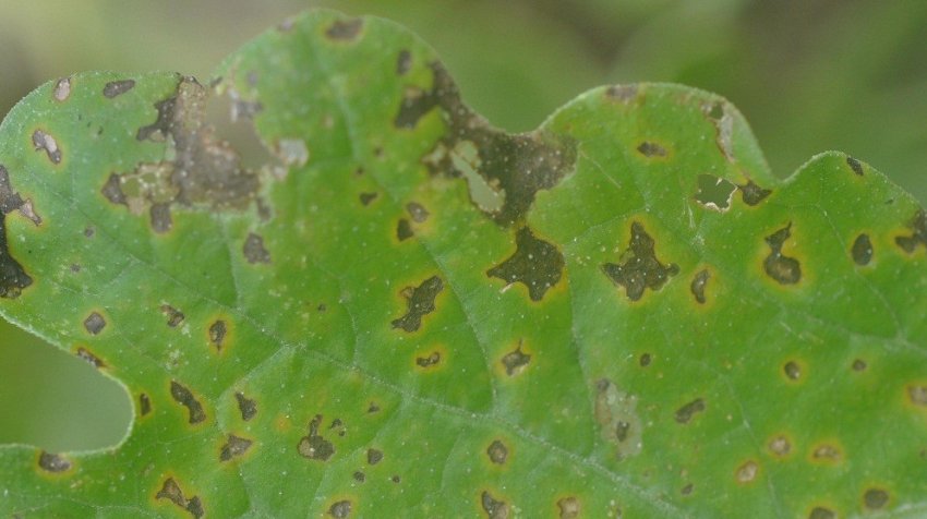 Оливкова плямистість