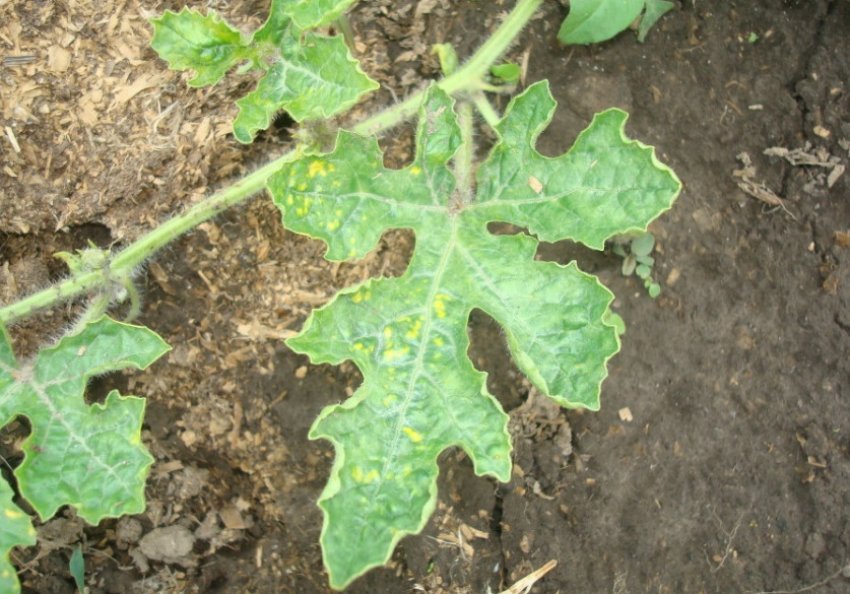 Огіркова мозаїка