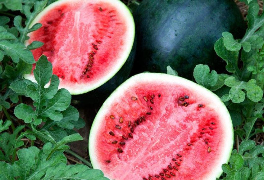 Цукровий малюк