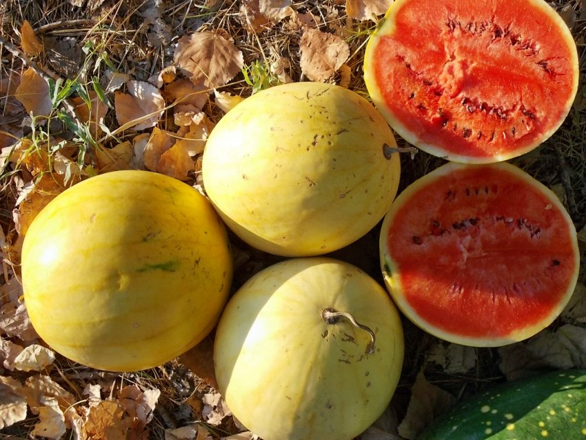 Подарунок сонця