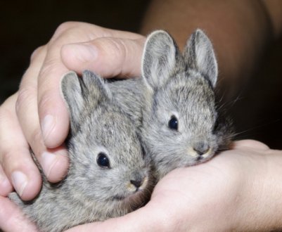 Чим годувати маленьких кроленят у домашніх умовах