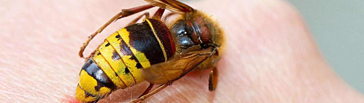 Ефективні способи для усунення набряку або пухлини після укусу бджоли