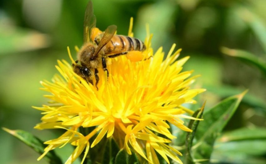 Медонос-сафлор Медонос-сафлор