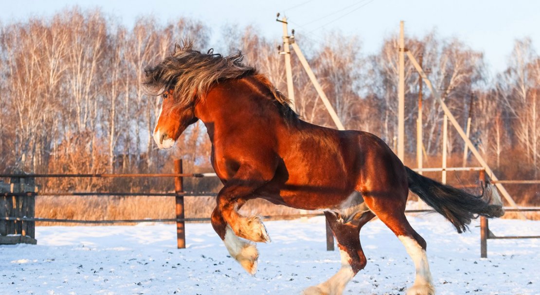 Советский тяжеловоз порода лошадей: описание, фото, уход и кормление