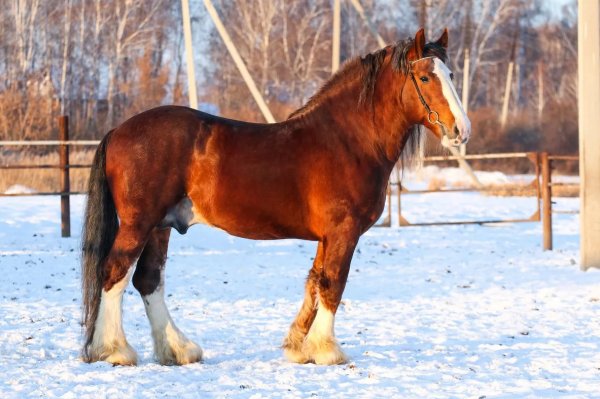 Советский тяжеловоз порода лошадей: описание, фото, уход и кормление
