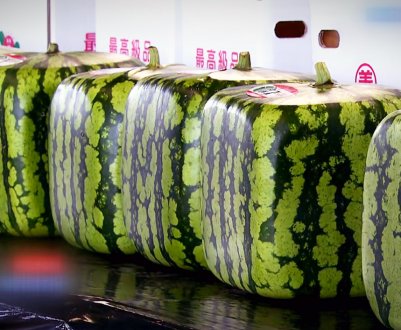 Опис і особливості вирощування квадратних кавунів