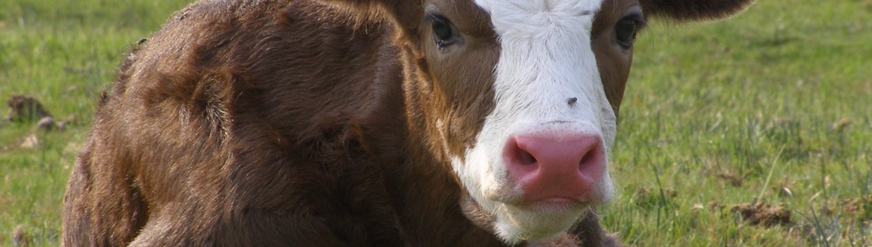 Хто? Теля в пальто!