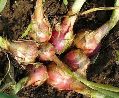 Сімейний цибуля: посадка під зиму насінням і сіянкою