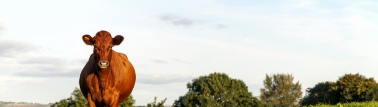 Корова червоногорбатівської породи: опис, догляд і годування