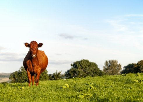 Корова красногорбатовской породы: описание, уход и кормление