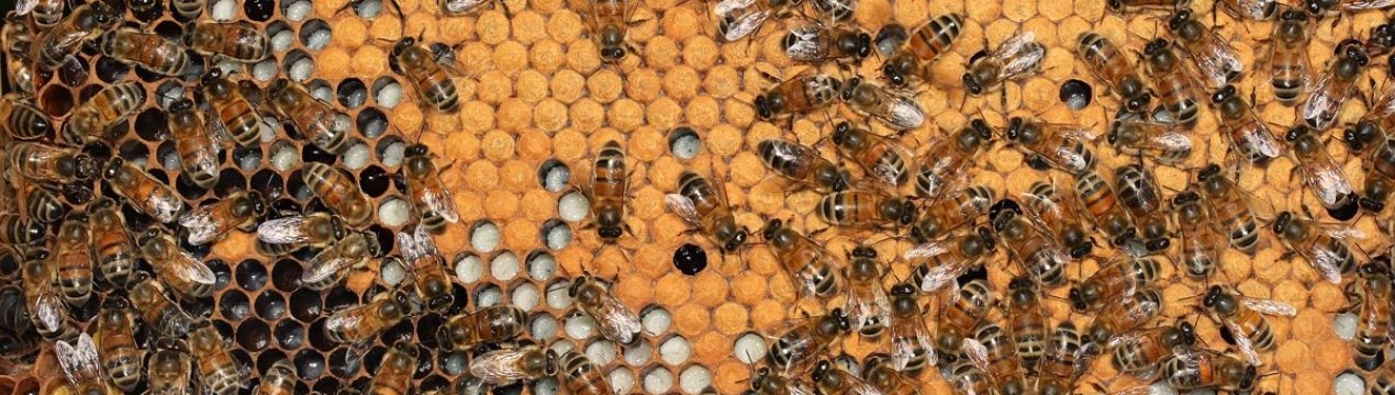 Особливості формування гнізда бджіл на зиму