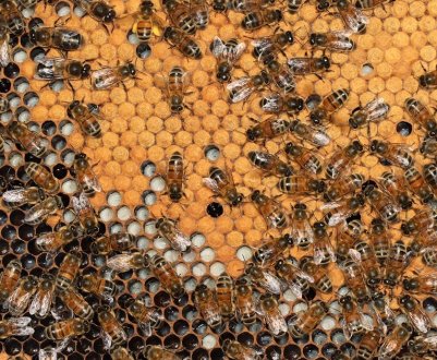 Особливості формування гнізда бджіл на зиму