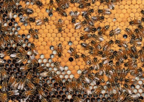 Особенности формировки гнезда пчёл на зиму