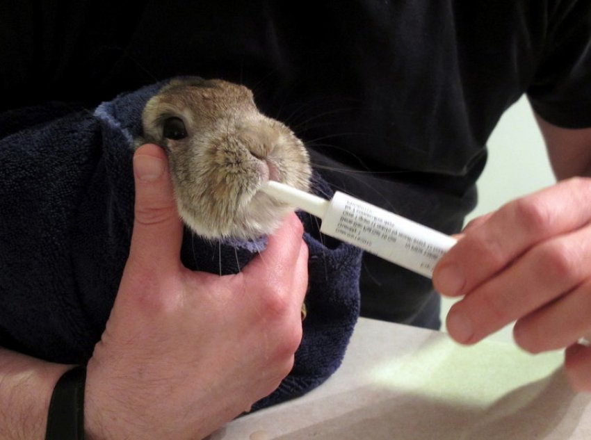 Что такое стоматит у кроликов лечение в домашних условиях thumbnail