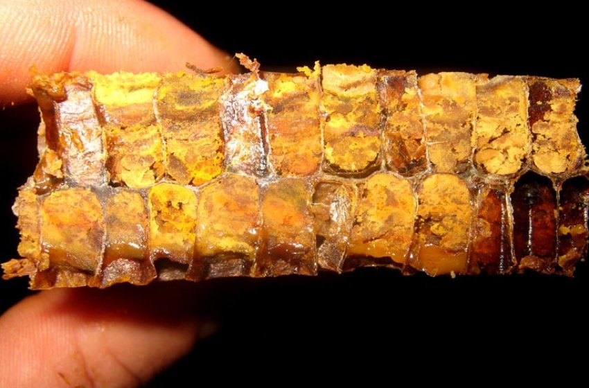 Бджолина перга Бджолина перга