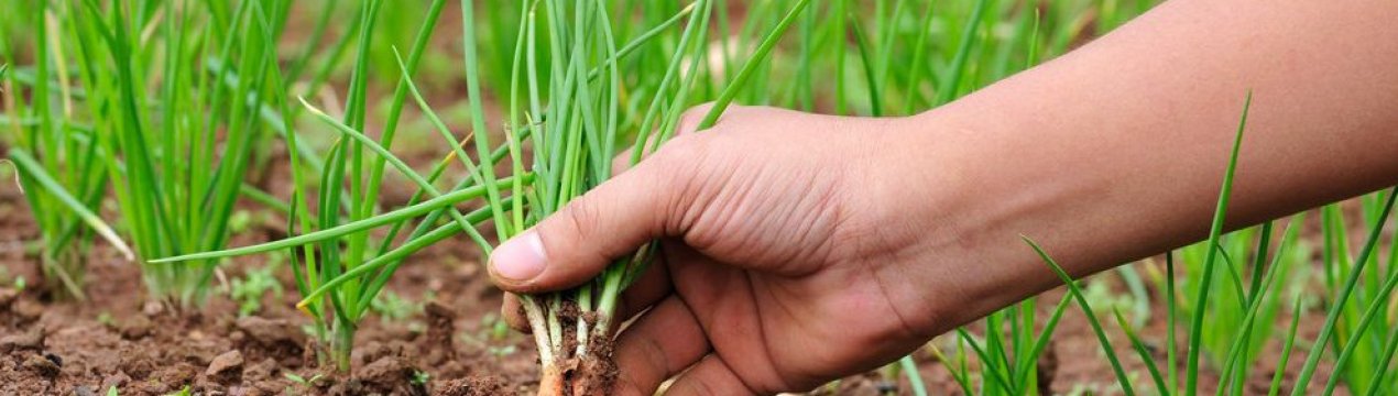 Особливості вирощування цибулі з насіння в домашніх умовах