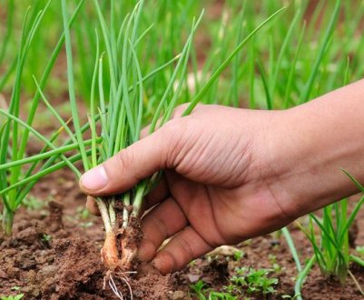 Особливості вирощування цибулі з насіння в домашніх умовах