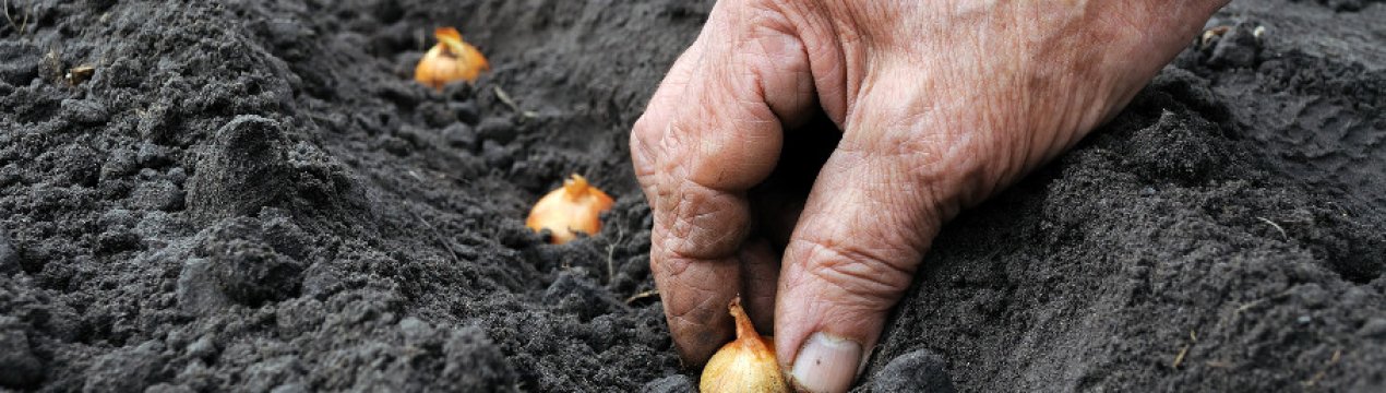 Як правильно і на якій відстані потрібно садити цибулю