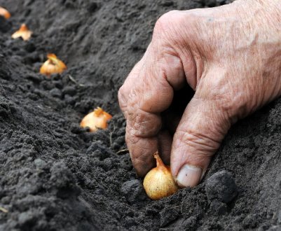 Як правильно і на якій відстані потрібно садити цибулю