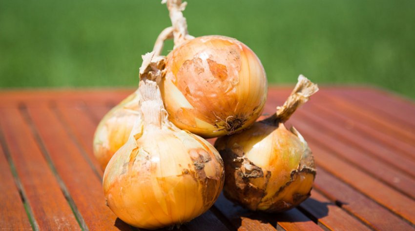 Цибулю Пантера F1