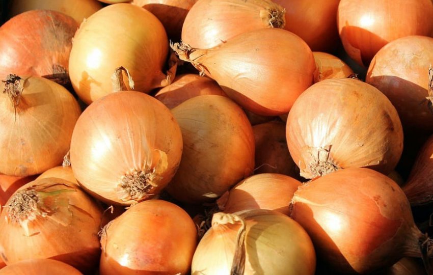 Цибулю Луганський