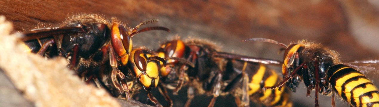 Як позбутися від шершнів під стріхою будинку?