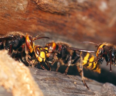 Як позбутися від шершнів під стріхою будинку?