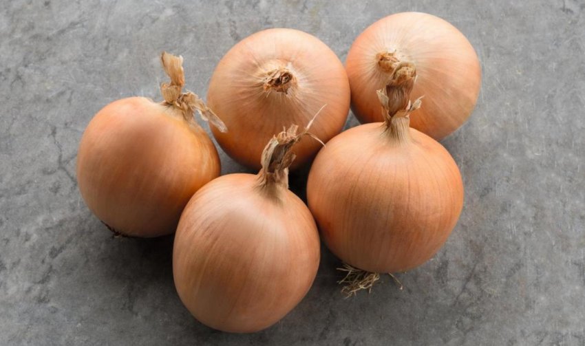 Цибулю Тамара F1