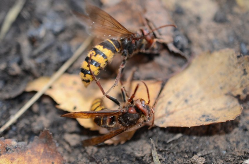 Шершні Шершні