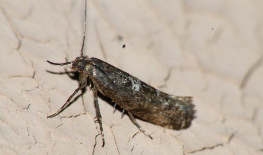 Цибульна моль