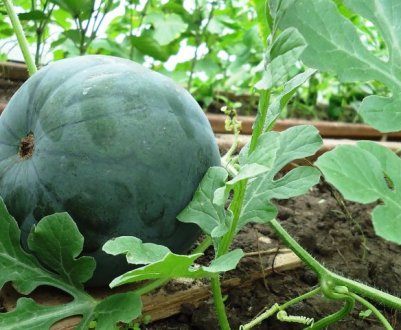 Агротехніка вирощування кавунів в Підмосков'ї