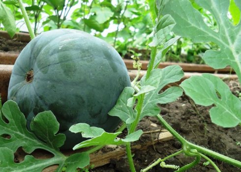 Агротехніка вирощування кавунів в Підмосков'ї