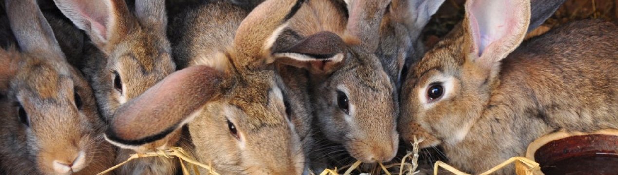 Розведення кроликів як бізнес: рентабельність ідеї, складання бізнес-плану для початківців